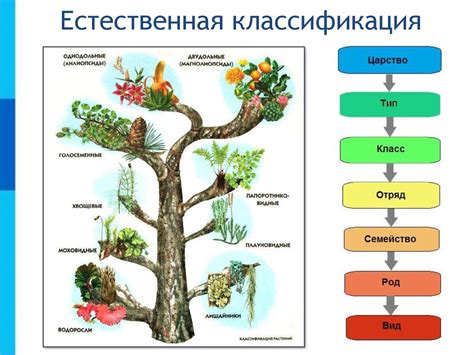 Классификация и разновидности