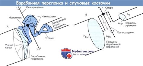 Коммуникация и передача звука