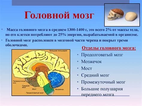 Консервативное воздействие на улучшение состояния анатомической структуры головного мозга: использование физиотерапевтических и фармакологических методов