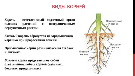 Корни растений: функция и структура