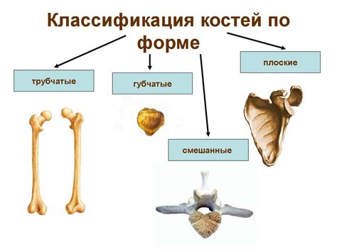 Кости и остатки костей