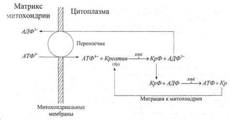 Креатинфосфокиназа: основные характеристики и функции