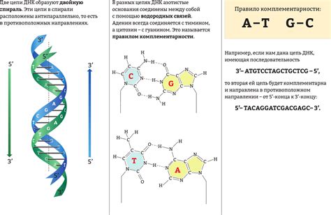 Кристаллизация молекулы ДНК: фундаментальные аспекты