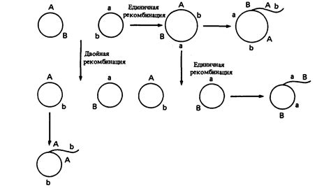 Кроссоверная рекомбинация