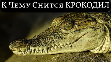 Культурно-религиозные параллели в восприятии крокодила во сне