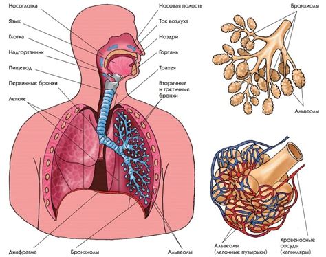 Легкие: строение и роль в системе дыхания