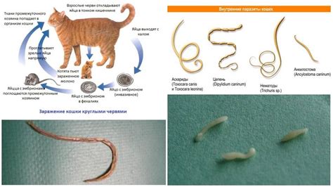 Лечение паразитов у кота: главные принципы