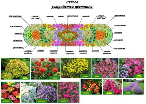 Лучшие сорта растений для весенней посадки семишита