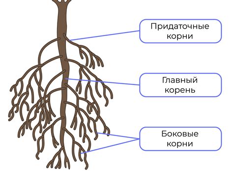 Малоподвижность корней