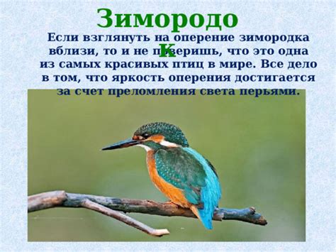 Малыш зимородка: кто это такой и как его называют?