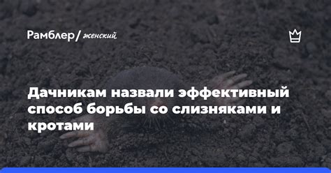 Методы экологически безопасной борьбы с слизняками