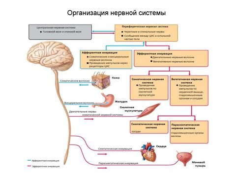 Механизмы воздействия анаприлина на нервную систему