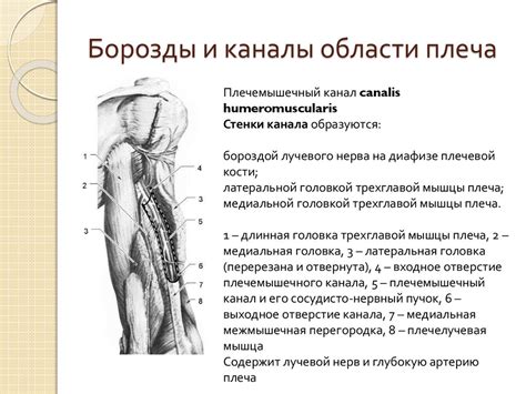 Механизмы и причины онемения верхней конечности от плеча