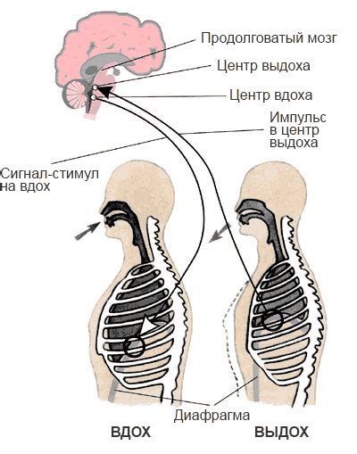 Механизмы неврологического воздействия на регуляцию дыхания: обзор и ключевые аспекты