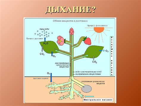 Механизмы перемещения веществ по флоэму: взгляд внутрь системы растений