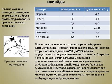 Механизмы формирования витилиго