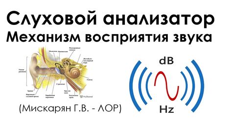 Механизм возникновения звуковых сигналов в суставах