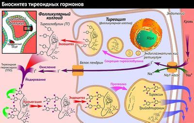 Механизм действия Ибутаморена в организме