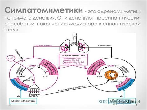 Механизм действия и фармакокинетика