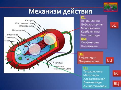 Механизм действия комплексного пиобактериофага