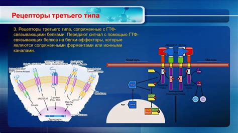 Механизм действия препаратов на основе гормонов