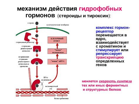 Механизм действия ротавируса и его связь с эметическим синдромом