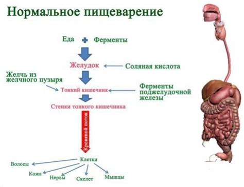 Миф №2: Ферменты желудочного сока наносят вред слизистой желудка