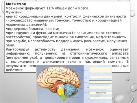 Мозг: снижение активности, нарушение запоминания информации и координации движений