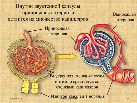 Мочеполовая система и ее функции