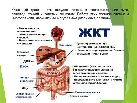 Наиболее важным фактором для оптимального функционирования желудочно-кишечного тракта является правильное питание