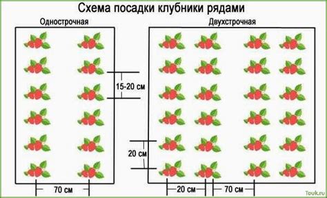 Наилучшее время для высадки клубники в следующий сезон