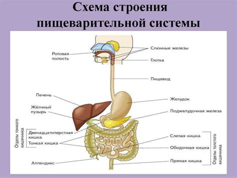 Наладить работу пищеварительной системы у малыша: проверенные приемы и рекомендации