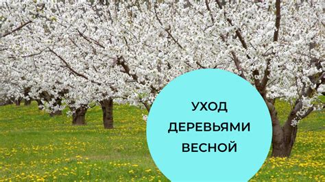 Наставления для ухода за деревьями и кустарниками в весеннее время года