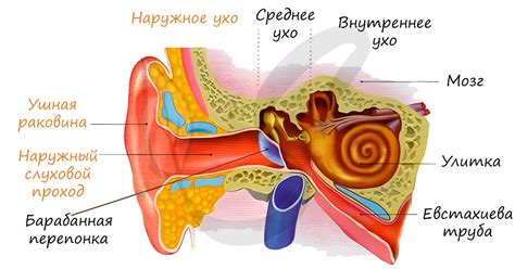 Невозможность поддержания жидкостного равновесия в ушах