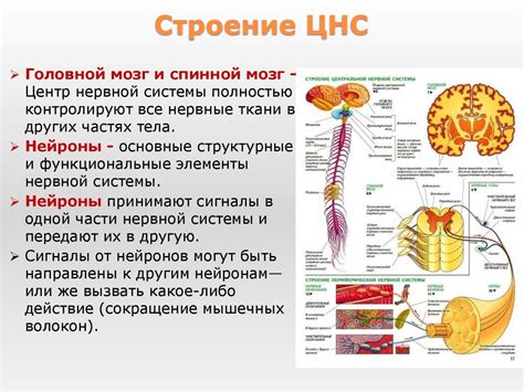 Невротрансмиттер: эффекты дофамина на функционирование мозга и нервной системы