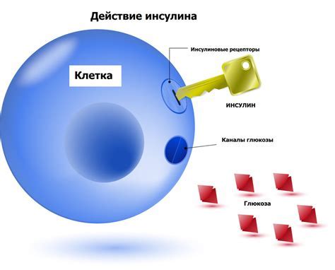 Негативные последствия низкого уровня глюкозы в организме