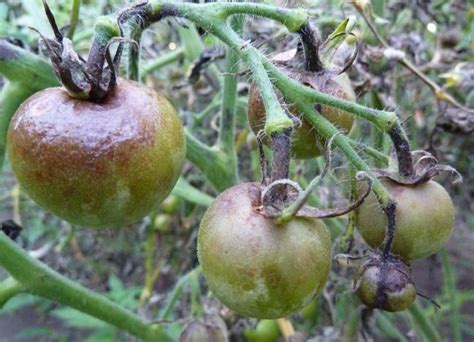 Недостаток влаги и неправильный орошение: почему помидоры в теплице теряют свою зеленую окраску?
