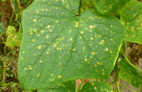 Недостаток необходимых веществ: основной источник желтых пятен на листьях малины