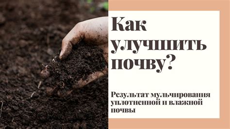 Недостаток полезных веществ: как улучшить почву и удобрить растение