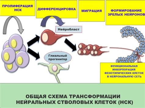 Нейрогенез: феномен образования новых нервных клеток и его воздействие на функции нашего мозга