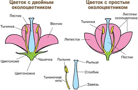 Неправильное образование цветка