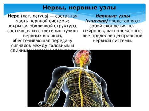 Нервные ганглии: основные черты и функции