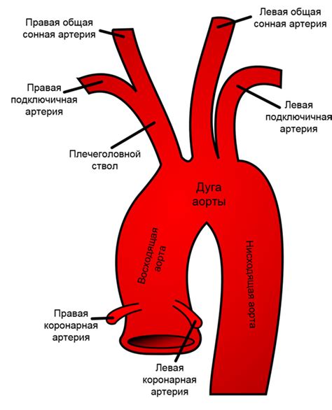 Нестенозирующий атеросклероз брахицефальных артерий