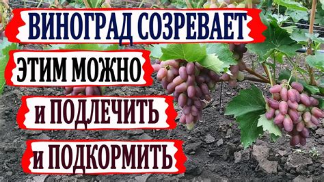 Не спелый виноград: советы о созревании