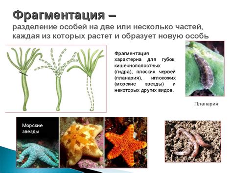 Обеспечение улитки необходимыми питательными веществами и минералами