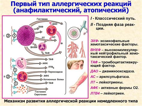 Обнаружение повышенной аллергической реакции на присутствие агента, вызывающего аллергию