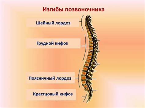 Обозначение физиологического шейного лордоза