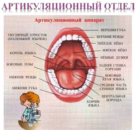 Образование правильного речевого аппарата: влияние речи на развитие челюсти