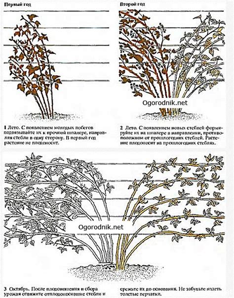 Обрезка и формирование куста ежевицы в начале весны: основные принципы