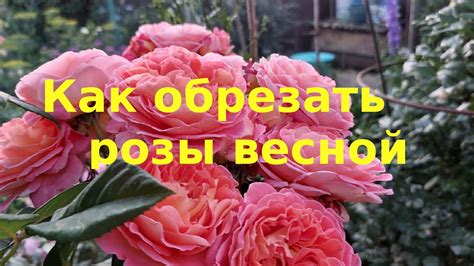 Обрезка и формирование кустов роз: создание идеальной формы и обеспечение здорового роста